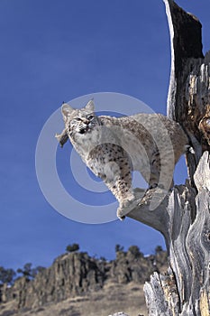 LYNX ROUX BOBCAT lynx rufus