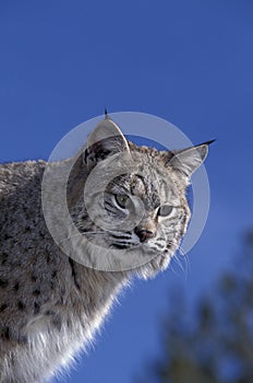 LYNX ROUX BOBCAT lynx rufus