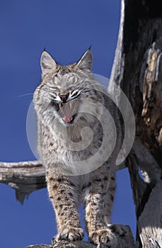 LYNX ROUX BOBCAT lynx rufus