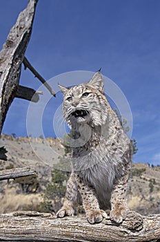 LYNX ROUX BOBCAT lynx rufus