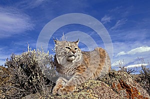 LYNX ROUX BOBCAT lynx rufus