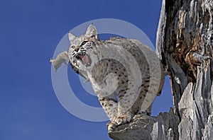 LYNX ROUX BOBCAT lynx rufus