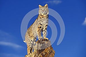 LYNX ROUX BOBCAT lynx rufus