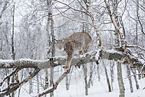 Lynx in scandinavia