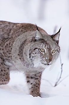 Lynx in scandinavia hunting