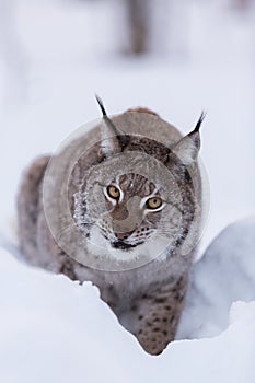 Lynx in scandinavia hunting