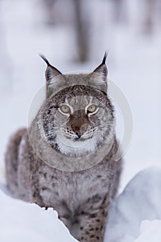 Lynx in scandinavia hunting