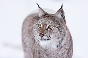 Lynx in scandinavia hunting photo