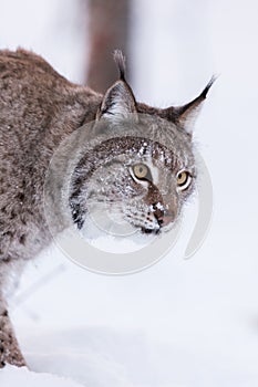 Lynx in scandinavia hunting licking lips