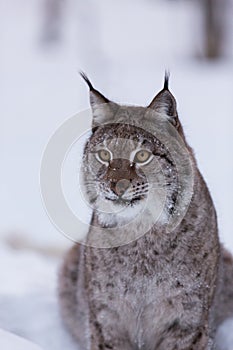 Lynx in scandinavia hunting licking lips