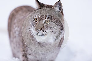 Lynx in scandinavia hunting licking lips
