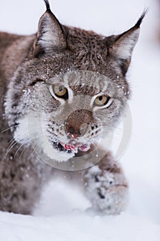 Lynx in scandinavia hunting licking lips