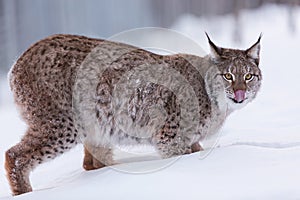 Lynx in scandinavia licking its lips
