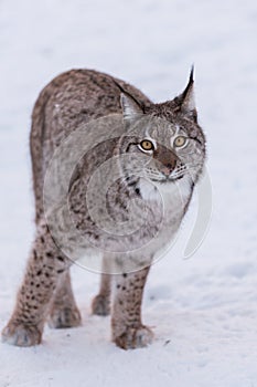 Lynx in Scandinavia looking camp