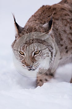 Lynx in scandinavia portrait