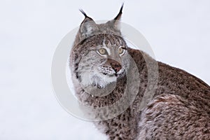 Lynx in scandinavia portrait