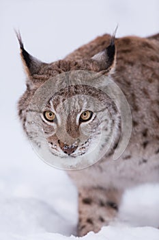 Lynx in scandinavia portrait closeup