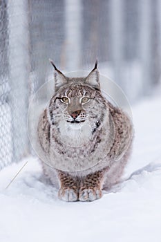 Lynx in scandinavia portrait closeup