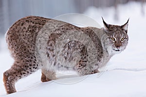 Lynx in scandinavia portrait closeup