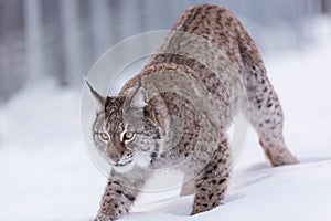 Lynx in scandinavia portrait closeup pounce