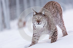 Lynx in scandinavia portrait closeup pounce