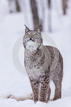 Lynx in scandinavia portrait looking up
