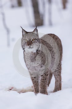 Lynx in scandinavia portrait looking up