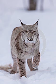 Lynx in scandinavia showing teeth photo