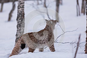 Lynx in scandinavia sniffing the ground
