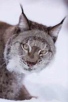 Lynx in scandinavia staring