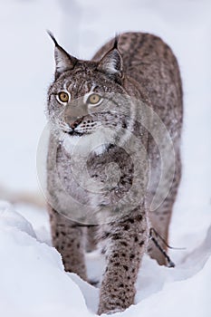 Lynx in scandinavia staring