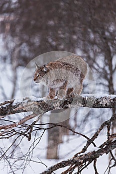 Lynx in scandinavia in a tree