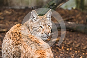 Lynx, a a short tail wild cat with characteristic tufts