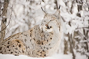 Lynx snarling