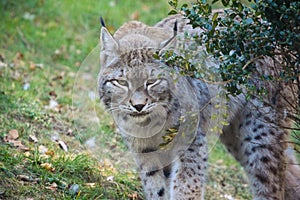 Lynx sneaking