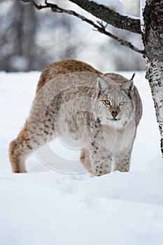 Lynx sneaking in the forest