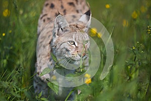 Lynx sneaking in the grass