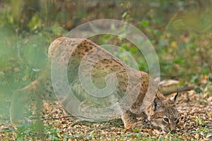 A lynx sniffs the ground in the forest