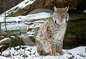 Lynx in the snow