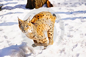 lynx jumping on the snow