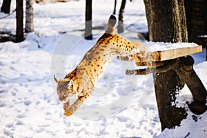 lynx jumping on the snow