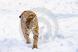 lynx on the snow. Winter