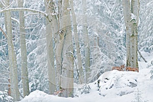 Lynx in snow forest. Eurasian Lynx in winter. Wildlife scene from Czech nature. Snowy cat in nature habitat. Mother with young, wi