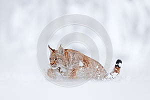 Lynx, snow hunter. Wild cat in the winter habitat, Germany