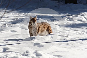 Lynx snow I photo