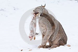Lynx with snowshoe hare in mouth