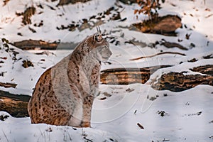 Lynx in snowy winter landscape, lynx enclosure near Rabenklippe, Bad Harzburg, Germany