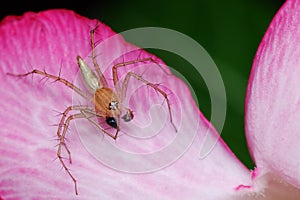 Lynx Spider
