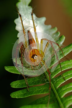 Lynx Spider