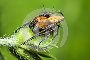 Lynx Spider